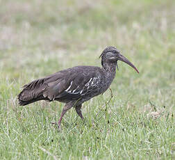 Ibis caronculé