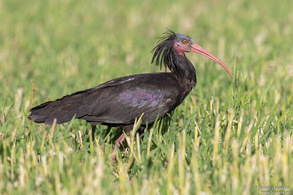 Ibis chauveadulte