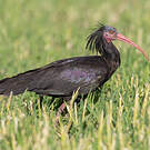 Ibis chauve