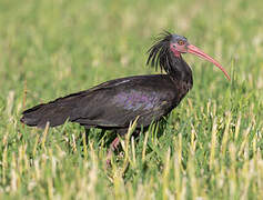 Northern Bald Ibis