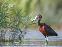 Glossy Ibis