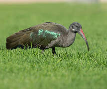 Hadada Ibis