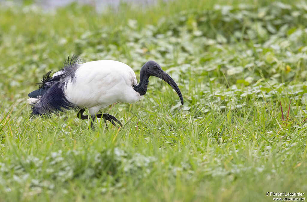 African Sacred Ibis