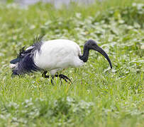 African Sacred Ibis