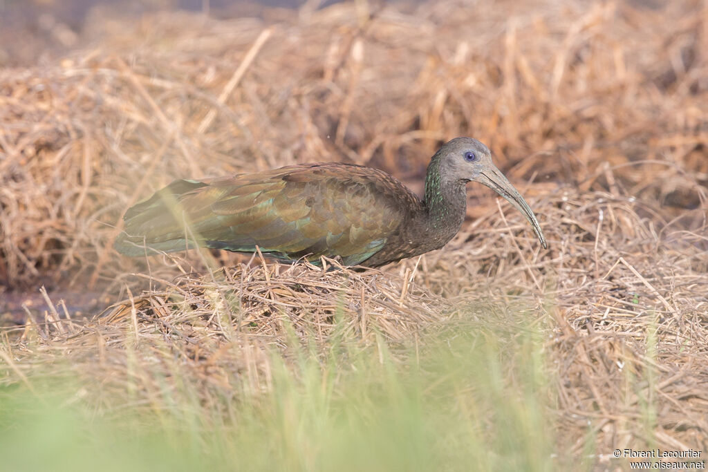 Green Ibis