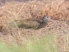 Green Ibis