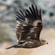 Aigle des steppes