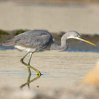 Aigrette des récifs