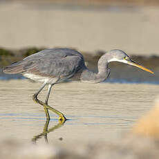 Aigrette des récifs