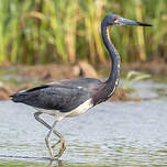 Aigrette tricolore