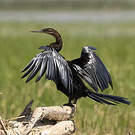 Anhinga d'Afrique