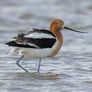 Avocette d'Amérique