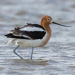 Avocette d'Amérique