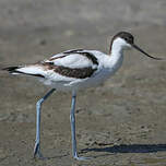 Avocette élégante