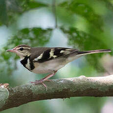 Bergeronnette de forêt