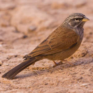 Bruant du Sahara