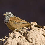 Bruant du Sahara