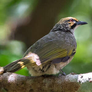 Bulbul à tête jaune