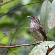 Bulbul aux yeux blancs