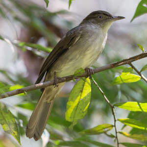 Bulbul d'Oberholser