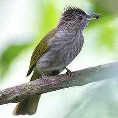 Bulbul de McClelland