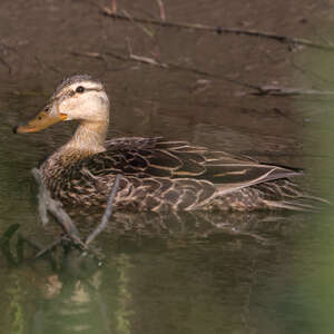 Canard brun