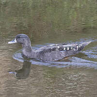 Canard noirâtre