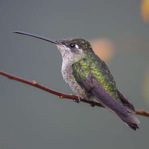 Colibri admirable