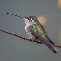 Colibri de la Talamanca