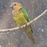 Conure cuivrée