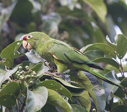 Conure de Finsch