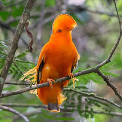 Coq-de-roche orange