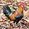 Red Junglefowl