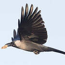 Corbeau familier