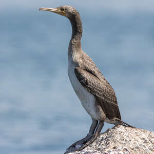 Cormoran de Socotra