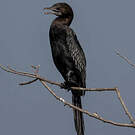 Cormoran de Vieillot