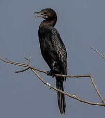 Cormoran de Vieillot