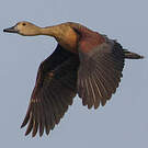 Dendrocygne siffleur
