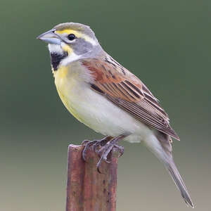 Dickcissel d'Amérique