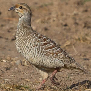 Francolin gris