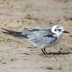 Guifette leucoptère