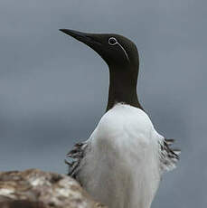 Guillemot de Troïl