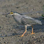 Héron des mangroves