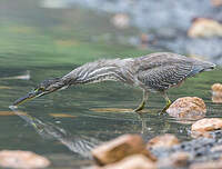 Héron des mangroves