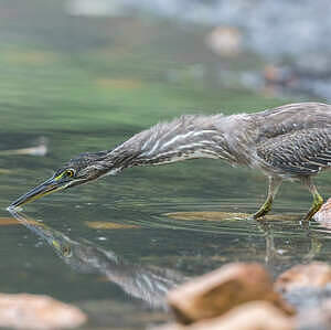 Héron des mangroves
