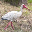 Ibis blanc