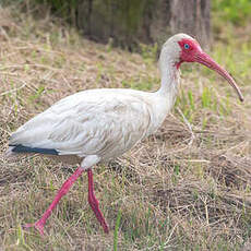 Ibis blanc