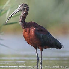 Ibis falcinelle