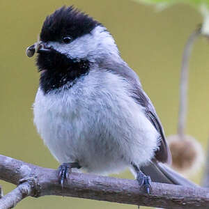 Mésange de Caroline