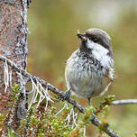 Mésange lapone